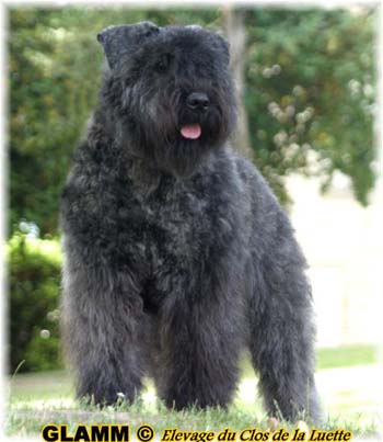 GLAMM © Elevage de bouviers des flandres du Clos de la Luette specialisé pour le bouvier des flandres Copyrigth depose